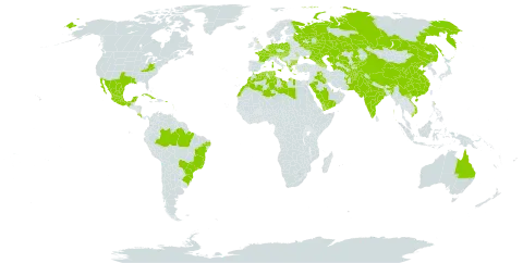 Morus nigra world distribution map, present in Afghanistan, Albania, Armenia, Australia, Austria, Azerbaijan, Bulgaria, Bahrain, Bosnia and Herzegovina, Brazil, Barbados, Switzerland, China, Costa Rica, Cuba, Germany, Algeria, Spain, France, United Kingdom of Great Britain and Northern Ireland, Georgia, Guadeloupe, Greece, Croatia, Hungary, India, Iraq, Italy, Kazakhstan, Kyrgyzstan, Libya, Saint Lucia, Morocco, Moldova (Republic of), Mexico, North Macedonia, Malta, Montenegro, Martinique, Netherlands, Pakistan, Poland, Puerto Rico, Portugal, Qatar, Russian Federation, Saudi Arabia, Serbia, Slovakia, Slovenia, Tajikistan, Turkmenistan, Tunisia, Ukraine, United States of America, Uzbekistan, Viet Nam, and Yemen