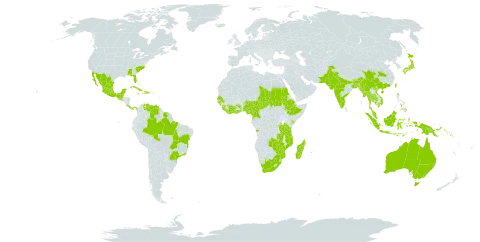 Mucuna pruriens world distribution map, present in Angola, American Samoa, Australia, Burundi, Bangladesh, Bahamas, Belize, Brazil, Barbados, Bhutan, China, Côte d'Ivoire, Cameroon, Comoros, Costa Rica, Cuba, Cayman Islands, Dominican Republic, Ethiopia, Ghana, Guinea, Guadeloupe, Guinea-Bissau, Equatorial Guinea, Guatemala, Haiti, Indonesia, India, Jamaica, Japan, Kenya, Cambodia, Liberia, Sri Lanka, Madagascar, Mexico, Myanmar, Northern Mariana Islands, Mozambique, Martinique, Mauritius, Malawi, Malaysia, Nigeria, Nepal, Pakistan, Panama, Philippines, Papua New Guinea, Réunion, Sudan, Senegal, Singapore, Solomon Islands, Sierra Leone, El Salvador, Suriname, Seychelles, Chad, Togo, Thailand, Taiwan, Province of China, Tanzania, United Republic of, Uganda, United States of America, Venezuela (Bolivarian Republic of), Viet Nam, South Africa, Zambia, and Zimbabwe
