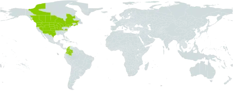 Muhlenbergia racemosa world distribution map, present in Canada, Colombia, and United States of America
