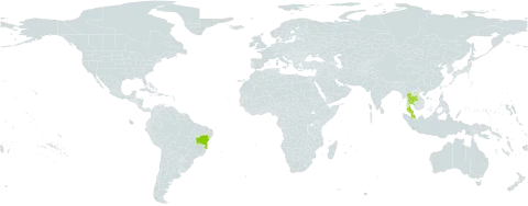 Murraya caloxylon world distribution map, present in Brazil, Malaysia, and Thailand