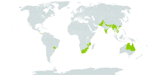Murraya koenigii world distribution map, present in Australia, Bangladesh, Brazil, Brunei Darussalam, Bhutan, China, Fiji, India, Kenya, Cambodia, Lao People's Democratic Republic, Sri Lanka, Maldives, Myanmar, Mozambique, Mauritius, Nepal, Pakistan, Panama, Réunion, Singapore, United States of America, Viet Nam, and South Africa