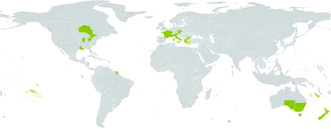 Muscari armeniacum world distribution map, present in Australia, Austria, Bulgaria, Canada, Czech Republic, Falkland Islands (Malvinas), France, Greece, Italy, New Zealand, Turks and Caicos Islands, and United States of America