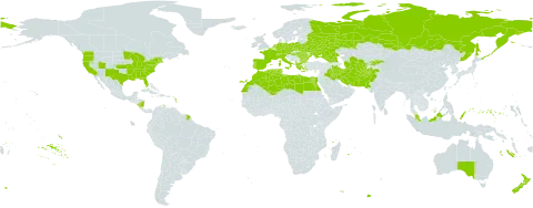 Muscari world distribution map, present in Afghanistan, Åland Islands, Albania, Australia, Austria, Bulgaria, Belarus, Switzerland, Cyprus, Czech Republic, Germany, Algeria, Egypt, Spain, Falkland Islands (Malvinas), France, Micronesia (Federated States of), Georgia, Greece, Hungary, Iran (Islamic Republic of), Iraq, Italy, Kyrgyzstan, Libya, Morocco, Malaysia, Nicaragua, Netherlands, New Zealand, Pakistan, Palau, Poland, Portugal, Romania, Russian Federation, Singapore, Turks and Caicos Islands, Turkmenistan, Tunisia, Ukraine, United States of America, and Uzbekistan
