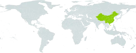 Mussaenda laxiflora world distribution map, present in China