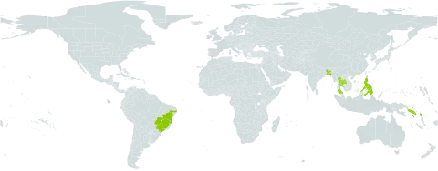 Mussaenda philippica world distribution map, present in Bangladesh, Brazil, Philippines, Solomon Islands, Thailand, and United States of America