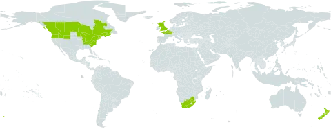 Myosotis arvensis world distribution map, present in Canada, France, United Kingdom of Great Britain and Northern Ireland, New Zealand, United States of America, and South Africa
