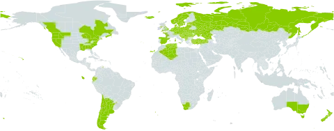 Myosotis discolor world distribution map, present in Albania, Argentina, Australia, Austria, Belgium, Bosnia and Herzegovina, Canada, Switzerland, Chile, Czech Republic, Germany, Denmark, Algeria, Ecuador, Spain, Estonia, Falkland Islands (Malvinas), France, United Kingdom of Great Britain and Northern Ireland, Georgia, Croatia, Hungary, Iceland, Italy, Lithuania, Luxembourg, Latvia, North Macedonia, Montenegro, Netherlands, Norway, New Zealand, Poland, Portugal, Romania, Russian Federation, Saint Helena, Ascension and Tristan da Cunha, Serbia, Slovakia, Slovenia, Sweden, Tunisia, Turkey, Ukraine, United States of America, and South Africa