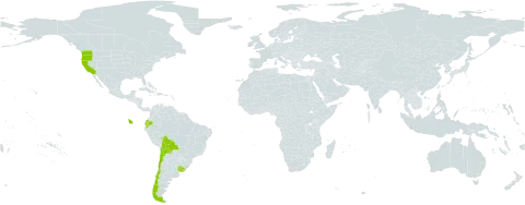 Myosotis latifolia world distribution map, present in Bolivia (Plurinational State of), Chile, Ecuador, Spain, Uruguay, and United States of America