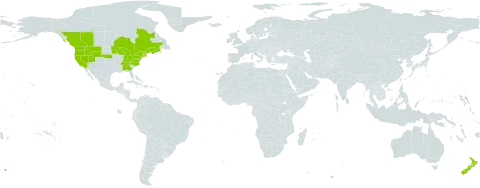 Myosotis laxa world distribution map, present in Canada, France, New Zealand, and United States of America