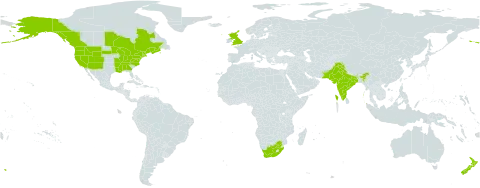 Myosotis scorpioides world distribution map, present in Canada, France, United Kingdom of Great Britain and Northern Ireland, India, New Zealand, Pakistan, United States of America, and South Africa