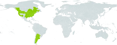 Myosotis verna world distribution map, present in Argentina, Canada, and United States of America
