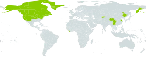 Myriophyllum sibiricum world distribution map, present in Canada, China, France, Greenland, Kyrgyzstan, Liberia, Russian Federation, Saint Pierre and Miquelon, and United States of America