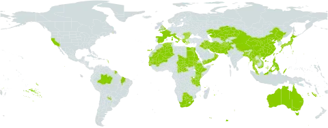 Najas graminea world distribution map, present in Afghanistan, Argentina, Australia, Bangladesh, Bulgaria, Brazil, Botswana, Central African Republic, China, Algeria, Egypt, Spain, Ethiopia, France, United Kingdom of Great Britain and Northern Ireland, Gambia, Guinea-Bissau, Greece, Indonesia, India, Iran (Islamic Republic of), Iraq, Italy, Japan, Kazakhstan, Kenya, Moldova (Republic of), Mali, Myanmar, Mauritania, Malaysia, Nepal, Oman, Pakistan, Philippines, Palau, Korea (Democratic People's Republic of), Romania, Rwanda, Sudan, Senegal, Somalia, Turks and Caicos Islands, Chad, Thailand, Taiwan, Province of China, Tanzania, United Republic of, United States of America, Uzbekistan, Viet Nam, Yemen, and South Africa