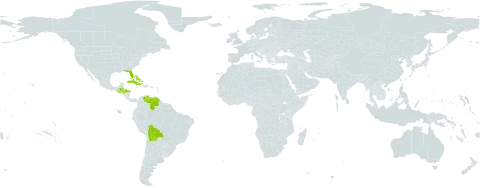 Najas wrightiana world distribution map, present in Bahamas, Belize, Bolivia (Plurinational State of), Cuba, Guatemala, Honduras, United States of America, and Venezuela (Bolivarian Republic of)