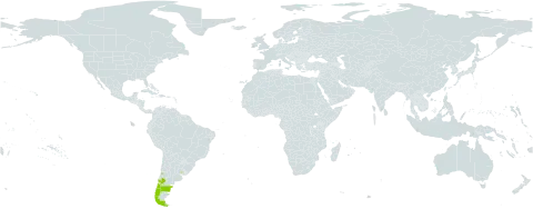 Nassauvia dentata world distribution map, present in Argentina, Chile, and Uruguay