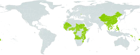Nauclea world distribution map, present in Angola, Benin, Bangladesh, Central African Republic, China, Congo, Cabo Verde, Ethiopia, Fiji, Gabon, Ghana, Guinea, Gambia, Guinea-Bissau, Kenya, Lao People's Democratic Republic, Liberia, Moldova (Republic of), Mali, Myanmar, Mozambique, Mauritania, Nigeria, Philippines, Sudan, Senegal, Solomon Islands, Sierra Leone, Chad, Togo, Thailand, Tanzania, United Republic of, Uganda, Viet Nam, and Zambia