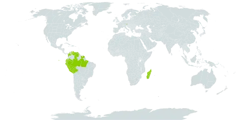 Naucleopsis glabra world distribution map, present in Austria, Bolivia (Plurinational State of), Brazil, Colombia, Ecuador, French Guiana, Madagascar, Peru, Suriname, and Venezuela (Bolivarian Republic of)