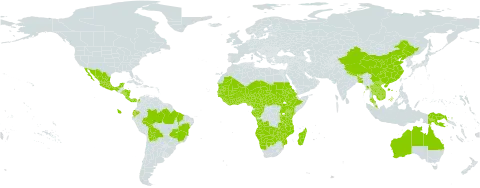 Nelsonia canescens world distribution map, present in Angola, Australia, Burundi, Benin, Burkina Faso, Bangladesh, Bolivia (Plurinational State of), Brazil, Bhutan, Botswana, Central African Republic, China, Côte d'Ivoire, Cameroon, Congo, Colombia, Cabo Verde, Costa Rica, Ecuador, Eritrea, Ethiopia, Gabon, Ghana, Guinea, Gambia, Guinea-Bissau, Equatorial Guinea, French Guiana, Honduras, Kenya, Cambodia, Lao People's Democratic Republic, Liberia, Madagascar, Mexico, Mali, Myanmar, Mozambique, Mauritania, Malawi, Malaysia, Namibia, Niger, Nigeria, Nicaragua, Nepal, Panama, Papua New Guinea, Puerto Rico, Sudan, Senegal, Sierra Leone, El Salvador, South Sudan, Sao Tome and Principe, Chad, Togo, Thailand, Tanzania, United Republic of, Uganda, Viet Nam, Zambia, and Zimbabwe