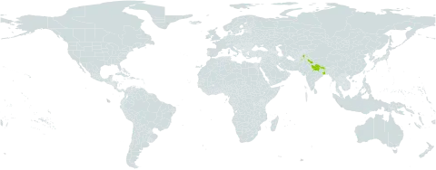 Neobrachyactis pubescens world distribution map, present in Afghanistan, India, Nepal, and Pakistan