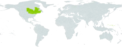 Neottia auriculata world distribution map, present in Canada, Micronesia (Federated States of), and United States of America