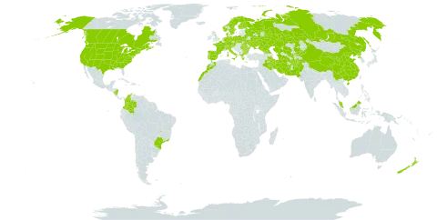 Nepeta cataria world distribution map, present in Afghanistan, Åland Islands, Albania, Austria, Bulgaria, Belarus, Brazil, Canada, Switzerland, China, Colombia, Czech Republic, Germany, Denmark, Spain, Finland, France, Micronesia (Federated States of), United Kingdom of Great Britain and Northern Ireland, Georgia, Greece, Iran (Islamic Republic of), Iraq, Italy, Kazakhstan, Kyrgyzstan, Morocco, Malaysia, Nicaragua, Netherlands, Norway, Nepal, New Zealand, Pakistan, Poland, Korea (Democratic People's Republic of), Portugal, Romania, Russian Federation, Sweden, Turks and Caicos Islands, Turkmenistan, Ukraine, United States of America, and Uzbekistan