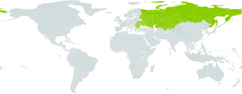 Nepeta ucranica subsp. ucranica world distribution map, present in Bulgaria, Kazakhstan, Kyrgyzstan, Romania, Russian Federation, Ukraine, and Uzbekistan