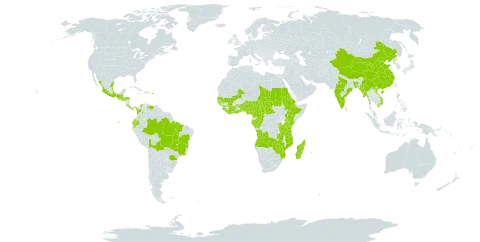 Nephrolepis undulata world distribution map, present in Angola, Burundi, Benin, Burkina Faso, Bangladesh, Bolivia (Plurinational State of), Brazil, Central African Republic, China, Côte d'Ivoire, Cameroon, Congo, Colombia, Cabo Verde, Costa Rica, Ecuador, Eritrea, Ethiopia, Gabon, Ghana, Guinea, Guinea-Bissau, Equatorial Guinea, Guatemala, Honduras, India, Kenya, Liberia, Madagascar, Mexico, Mali, Myanmar, Mozambique, Malawi, Mayotte, Nigeria, Nepal, Panama, Philippines, Puerto Rico, Réunion, Rwanda, Sudan, Senegal, Sierra Leone, El Salvador, Sao Tome and Principe, Chad, Togo, Tanzania, United Republic of, Uganda, Venezuela (Bolivarian Republic of), Viet Nam, Zambia, and Zimbabwe