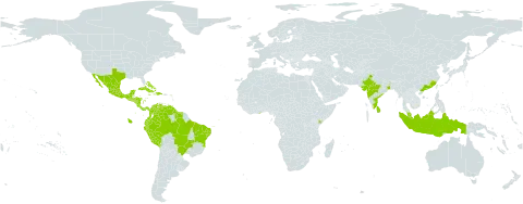 Neptunia plena world distribution map, present in American Samoa, Antigua and Barbuda, Bahamas, Brazil, China, Colombia, Costa Rica, Cuba, Dominican Republic, Ecuador, Ghana, Guadeloupe, Grenada, Guatemala, French Guiana, Guyana, Honduras, Haiti, Indonesia, India, Jamaica, Kenya, Sri Lanka, Mexico, Martinique, Malaysia, Nicaragua, Panama, Peru, Puerto Rico, Singapore, El Salvador, Suriname, Trinidad and Tobago, United States of America, and Venezuela (Bolivarian Republic of)