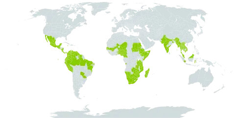 Neptunia prostrata world distribution map, present in Angola, American Samoa, Benin, Brazil, Botswana, Cameroon, Colombia, Costa Rica, Ecuador, Ethiopia, Ghana, Guatemala, Guyana, Indonesia, India, Jamaica, Kenya, Cambodia, Lao People's Democratic Republic, Sri Lanka, Madagascar, Maldives, Mexico, Mali, Myanmar, Mozambique, Mauritius, Malawi, Malaysia, Namibia, Niger, Nigeria, Nicaragua, Nepal, Panama, Peru, Philippines, Sudan, Senegal, Singapore, El Salvador, Somalia, Suriname, Togo, Thailand, Tanzania, United Republic of, Uganda, Venezuela (Bolivarian Republic of), Viet Nam, South Africa, Zambia, and Zimbabwe