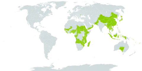Nervilia world distribution map, present in Angola, Andorra, Australia, Benin, Burkina Faso, Bangladesh, Central African Republic, China, Congo, Cook Islands, Comoros, Eritrea, Ethiopia, Fiji, Gabon, Ghana, Guinea, Guinea-Bissau, Indonesia, Japan, Kenya, Lao People's Democratic Republic, Liberia, Moldova (Republic of), Madagascar, Mali, Myanmar, Mozambique, Mauritius, Nigeria, Nepal, Oman, Pakistan, Philippines, Korea (Democratic People's Republic of), Réunion, Rwanda, Sudan, Senegal, Solomon Islands, Sierra Leone, eSwatini, Chad, Togo, Thailand, Tonga, Taiwan, Province of China, Tanzania, United Republic of, Uganda, United States of America, Viet Nam, Vanuatu, Wallis and Futuna, Samoa, Yemen, Zambia, and Zimbabwe