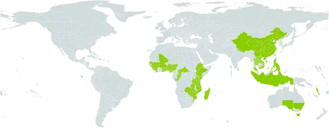 Nervilia simplex world distribution map, present in Australia, Benin, Burkina Faso, Central African Republic, China, Congo, Ethiopia, Ghana, Guinea, Indonesia, Kenya, Lao People's Democratic Republic, Liberia, Madagascar, Mali, Mozambique, Mauritius, Nigeria, Nepal, Philippines, Réunion, Senegal, Sierra Leone, eSwatini, Togo, Thailand, Taiwan, Province of China, Tanzania, United Republic of, Viet Nam, Vanuatu, Samoa, Zambia, and Zimbabwe