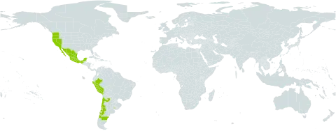 Nicotiana acuminata world distribution map, present in Argentina, Chile, Mexico, Peru, Uruguay, and United States of America