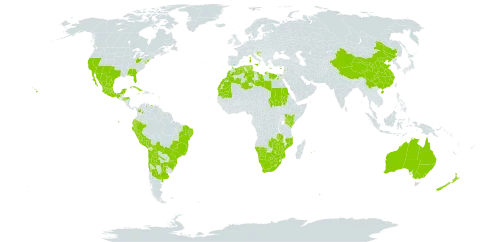 Nicotiana glauca world distribution map, present in Argentina, Antigua and Barbuda, Australia, Bolivia (Plurinational State of), Brazil, Barbados, Botswana, Chile, China, Colombia, Cabo Verde, Cuba, Cyprus, Dominica, Algeria, Ecuador, Egypt, Spain, France, Gibraltar, Guadeloupe, Greece, Honduras, Croatia, Iceland, Israel, Italy, Kenya, Lebanon, Libya, Saint Lucia, Lesotho, Morocco, Mexico, Mozambique, Mauritania, Montserrat, Martinique, Mauritius, Malawi, Namibia, New Zealand, Peru, Portugal, Paraguay, Réunion, Sudan, Tunisia, Uruguay, United States of America, Venezuela (Bolivarian Republic of), South Africa, Zambia, and Zimbabwe