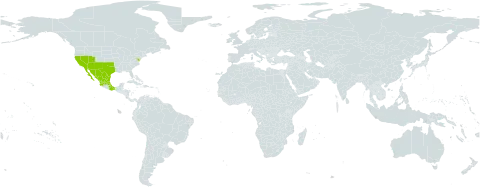 Nicotiana obtusifolia world distribution map, present in Mexico and United States of America
