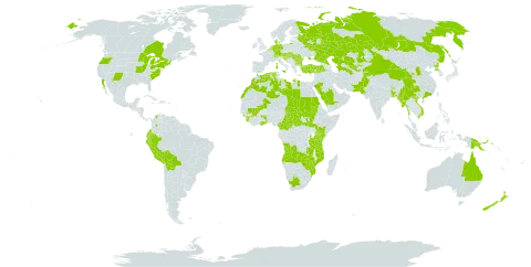 Nicotiana rustica world distribution map, present in Angola, Australia, Austria, Belgium, Burkina Faso, Bangladesh, Bulgaria, Bosnia and Herzegovina, Bolivia (Plurinational State of), Bhutan, Central African Republic, Canada, Switzerland, China, Cameroon, Colombia, Germany, Denmark, Algeria, Ecuador, Spain, France, Ghana, Guinea, Greece, Croatia, Hungary, Italy, Kazakhstan, Kenya, Libya, Morocco, Mexico, Mali, Myanmar, Mozambique, Malawi, Netherlands, Nepal, New Zealand, Pakistan, Peru, Papua New Guinea, Korea (Democratic People's Republic of), Romania, Russian Federation, Saudi Arabia, Sudan, Sierra Leone, South Sudan, Slovakia, Slovenia, Chad, Togo, Tajikistan, Turkmenistan, Turkey, Tanzania, United Republic of, Uganda, Ukraine, United States of America, Uzbekistan, Viet Nam, South Africa, Zambia, and Zimbabwe