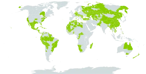 Nicotiana tabacum world distribution map, present in Argentina, American Samoa, Australia, Austria, Belgium, Benin, Bonaire, Sint Eustatius and Saba, Burkina Faso, Bangladesh, Bulgaria, Bahamas, Bosnia and Herzegovina, Belize, Bolivia (Plurinational State of), Brazil, Bhutan, Central African Republic, Canada, Switzerland, China, Congo, Cook Islands, Colombia, Cabo Verde, Costa Rica, Cuba, Czech Republic, Germany, Denmark, Dominican Republic, Algeria, Ecuador, Spain, Fiji, France, Micronesia (Federated States of), Guinea, Greece, French Guiana, Guam, Guyana, Honduras, Croatia, Haiti, Hungary, India, Italy, Jamaica, Kazakhstan, Cambodia, Kiribati, Lao People's Democratic Republic, Libya, Morocco, Madagascar, Maldives, Mexico, Marshall Islands, Mali, Myanmar, Northern Mariana Islands, Mauritania, Mauritius, Namibia, Nicaragua, Niue, Netherlands, Nepal, New Zealand, Pakistan, Panama, Peru, Philippines, Palau, Puerto Rico, Korea (Democratic People's Republic of), Portugal, Paraguay, Réunion, Romania, Russian Federation, Sao Tome and Principe, Suriname, Slovakia, Slovenia, Togo, Tajikistan, Turkmenistan, Tonga, Tunisia, Turkey, Taiwan, Province of China, Ukraine, United States Minor Outlying Islands, United States of America, Uzbekistan, Venezuela (Bolivarian Republic of), Viet Nam, Samoa, and South Africa