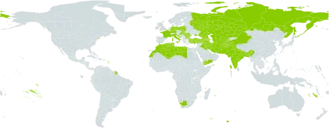 Nigella sativa world distribution map, present in Afghanistan, Armenia, Azerbaijan, Bangladesh, Bulgaria, China, Cyprus, Germany, Algeria, France, Georgia, Croatia, Hungary, India, Iran (Islamic Republic of), Iraq, Italy, Kazakhstan, Libya, Morocco, Myanmar, Nepal, Pakistan, Poland, Qatar, Romania, Russian Federation, Slovakia, Tajikistan, Turkmenistan, Tunisia, Turkey, Ukraine, United States of America, Uzbekistan, Yemen, and South Africa