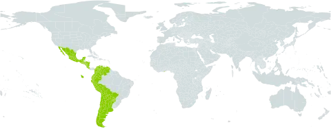 Nissolia fruticosa world distribution map, present in Argentina, American Samoa, Bolivia (Plurinational State of), Brazil, Chile, Colombia, Costa Rica, Ecuador, Ghana, Guatemala, Honduras, Mexico, Nicaragua, Peru, Paraguay, Singapore, El Salvador, and Venezuela (Bolivarian Republic of)
