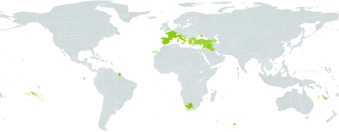 Nonea echioides world distribution map, present in Armenia, Azerbaijan, Bulgaria, Cyprus, Spain, France, Greece, Croatia, Iraq, Israel, Italy, Lebanon, North Macedonia, Syrian Arab Republic, Turkey, Ukraine, and South Africa