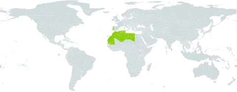 Nonea micrantha world distribution map, present in Algeria, Libya, Morocco, Mauritania, Portugal, and Tunisia