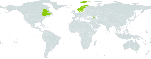 Nonea versicolor world distribution map, present in Armenia, Canada, Denmark, Georgia, Norway, and Sweden