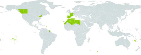 Nonea vesicaria world distribution map, present in Canada, Algeria, Spain, France, Italy, Libya, Morocco, Portugal, Tunisia, and United States of America