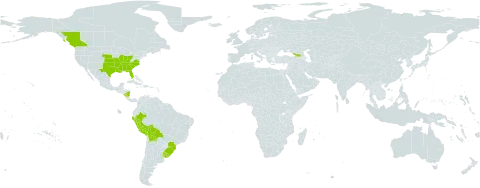 Nothoscordum bivalve world distribution map, present in Åland Islands, Bolivia (Plurinational State of), Brazil, Canada, Georgia, Nicaragua, Peru, Uruguay, and United States of America