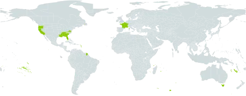 Nothoscordum borbonicum world distribution map, present in Australia, France, and United States of America