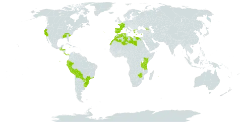 Nothoscordum gracile world distribution map, present in Åland Islands, Bermuda, Bolivia (Plurinational State of), Brazil, Costa Rica, Cyprus, Algeria, Ecuador, Egypt, Spain, France, Georgia, Greece, Guatemala, Honduras, Jamaica, Kenya, Libya, Morocco, Mauritius, Norfolk Island, Panama, Peru, Palau, Portugal, Paraguay, Réunion, Tanzania, United Republic of, Uruguay, United States of America, and Zimbabwe