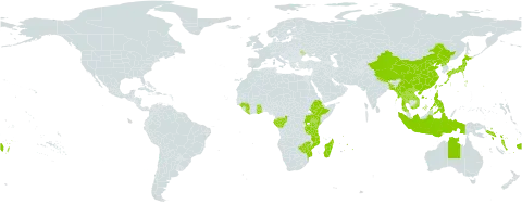 Oberonia world distribution map, present in Andorra, Australia, Bangladesh, China, Congo, Cook Islands, Comoros, Ethiopia, Fiji, Gabon, Ghana, Guinea, Indonesia, Japan, Kenya, Lao People's Democratic Republic, Liberia, Moldova (Republic of), Madagascar, Myanmar, Mozambique, Mauritius, Norfolk Island, Nepal, Philippines, Korea (Democratic People's Republic of), Réunion, Solomon Islands, Thailand, Tonga, Taiwan, Province of China, Tanzania, United Republic of, Uganda, Viet Nam, Vanuatu, Wallis and Futuna, Samoa, and Zimbabwe