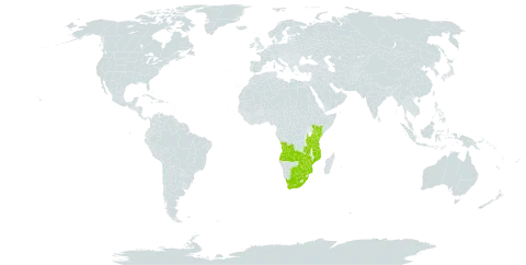 Ocimum angustifolium world distribution map, present in Angola, Botswana, Kenya, Mozambique, Tanzania, United Republic of, South Africa, Zambia, and Zimbabwe