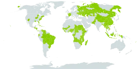Ocimum basilicum world distribution map, present in Angola, Andorra, Benin, Burkina Faso, Bangladesh, Bahamas, Bolivia (Plurinational State of), Brazil, Central African Republic, China, Congo, Cook Islands, Comoros, Cuba, Cayman Islands, Dominica, Ecuador, Eritrea, Ethiopia, Fiji, France, Gabon, Ghana, Guinea, Gambia, Guinea-Bissau, Guatemala, Honduras, Haiti, Indonesia, Jamaica, Kazakhstan, Kenya, Lao People's Democratic Republic, Liberia, Moldova (Republic of), Madagascar, Maldives, Mali, Myanmar, Montenegro, Mozambique, Nigeria, Nicaragua, Nepal, Pakistan, Panama, Philippines, Puerto Rico, Russian Federation, Sudan, Senegal, Sierra Leone, Chad, Thailand, Tokelau, Tonga, Taiwan, Province of China, Tanzania, United Republic of, Uganda, Ukraine, United States of America, Venezuela (Bolivarian Republic of), Viet Nam, Wallis and Futuna, Samoa, Zambia, and Zimbabwe