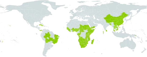 Ocimum gratissimum world distribution map, present in Aruba, Angola, Andorra, Benin, Burkina Faso, Bangladesh, Bolivia (Plurinational State of), Brazil, Botswana, Central African Republic, China, Congo, Cook Islands, Comoros, Cabo Verde, Cuba, Djibouti, Dominica, Eritrea, Ethiopia, Gabon, Ghana, Guinea, Gambia, Guinea-Bissau, Indonesia, India, Jamaica, Kenya, Lao People's Democratic Republic, Liberia, Sri Lanka, Madagascar, Maldives, Mozambique, Mauritius, Namibia, Nigeria, Nepal, Panama, Papua New Guinea, Rwanda, Sudan, Senegal, Sierra Leone, Somalia, eSwatini, Chad, Togo, Thailand, Tonga, Taiwan, Province of China, Tanzania, United Republic of, Uganda, United States of America, Viet Nam, Yemen, South Africa, Zambia, and Zimbabwe