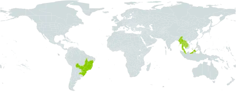 Ocotea lancifolia world distribution map, present in Argentina, Bolivia (Plurinational State of), Brazil, Indonesia, Cambodia, Lao People's Democratic Republic, Myanmar, Malaysia, Paraguay, and Thailand